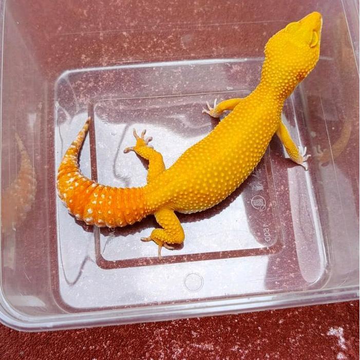 TERMURAHHH Leopard Gecko Morph Sunglow Female kode 20 cakep