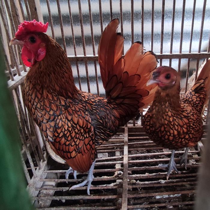 ayam batik Kanada induk