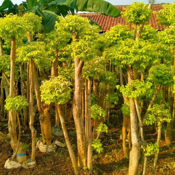 pohon bonsai anting putri/ bonsai anting putri 2meter