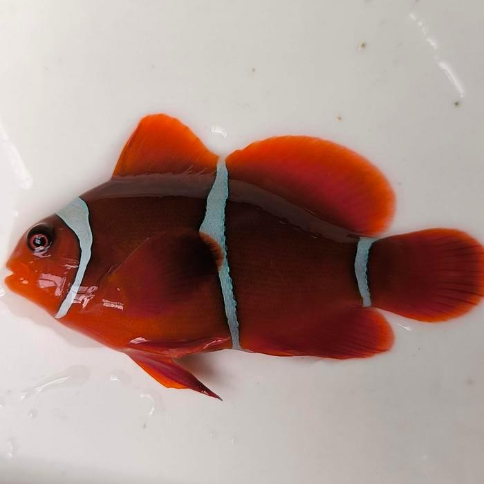 perawatan mudah balong laut air laut. nemo balong. ikan hias air LAUT.. MUDAH MAKAN PELET. KUAT.