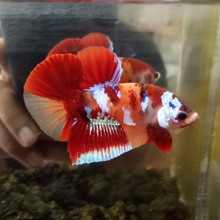 ASLI ikan cupang langka/bendera indonesia READY STOCK