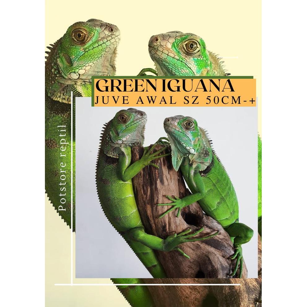 Reptile / iguana green - green iguana - iguana green juve