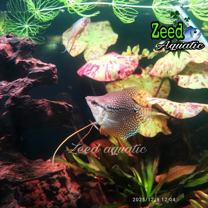 ikan hias air tawar Dwarf gourami short body rare / Sepat bonsai hiasan aquarium aquascape biotope