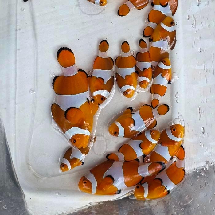 ikan nemo clown fish. IKAN HIAS AIR LAUT. TEMAN DORI FINDING NEMO.