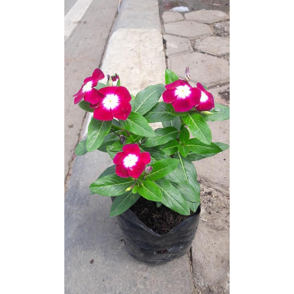Tanaman Bunga Vinca + Pot