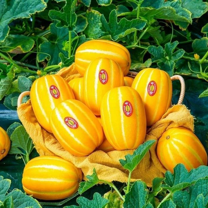 Merayakansenja Om - Benih Melon Korea Kemasan Pabrik-Bibit Melon