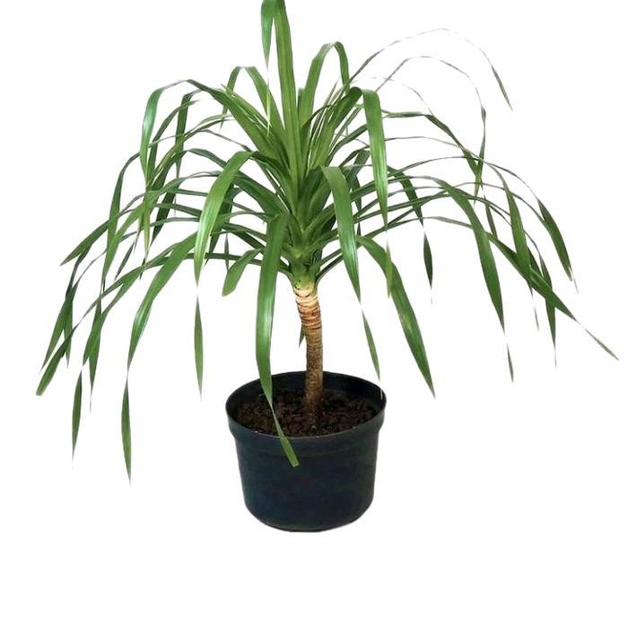 Terlaris Tanaman Pandan Bali Pohon Pandan Bali Tanam Indoor Outdoor Dalam Pot Daun Hijau