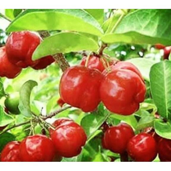 Terlaris BIBIT Tanaman CERI BARBADOS VIETNAM murah Pohon Buah Unggul