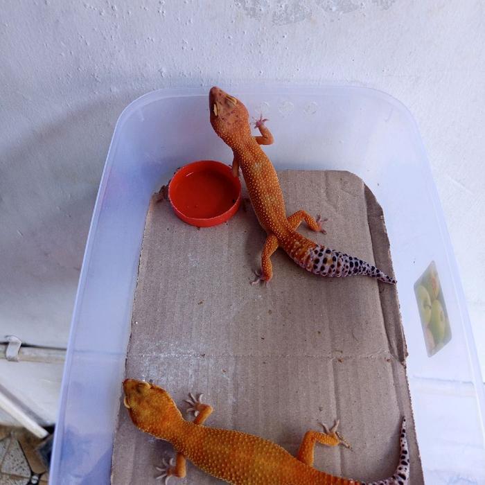 TERMURAHHH 1PAIR LEOPARD GECKO SHTCT