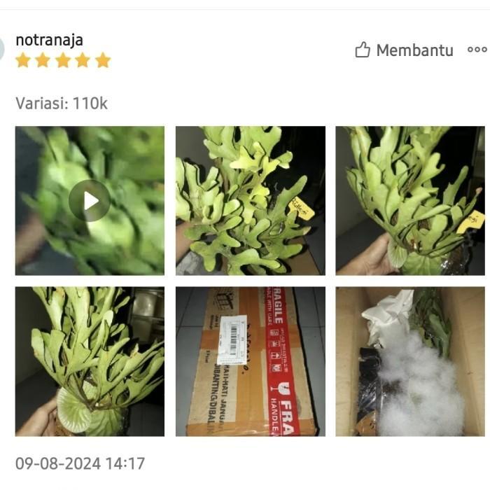 Platycerium Ridleyi / Simbar Menjangan / Tanduk Rusa Kalimantan