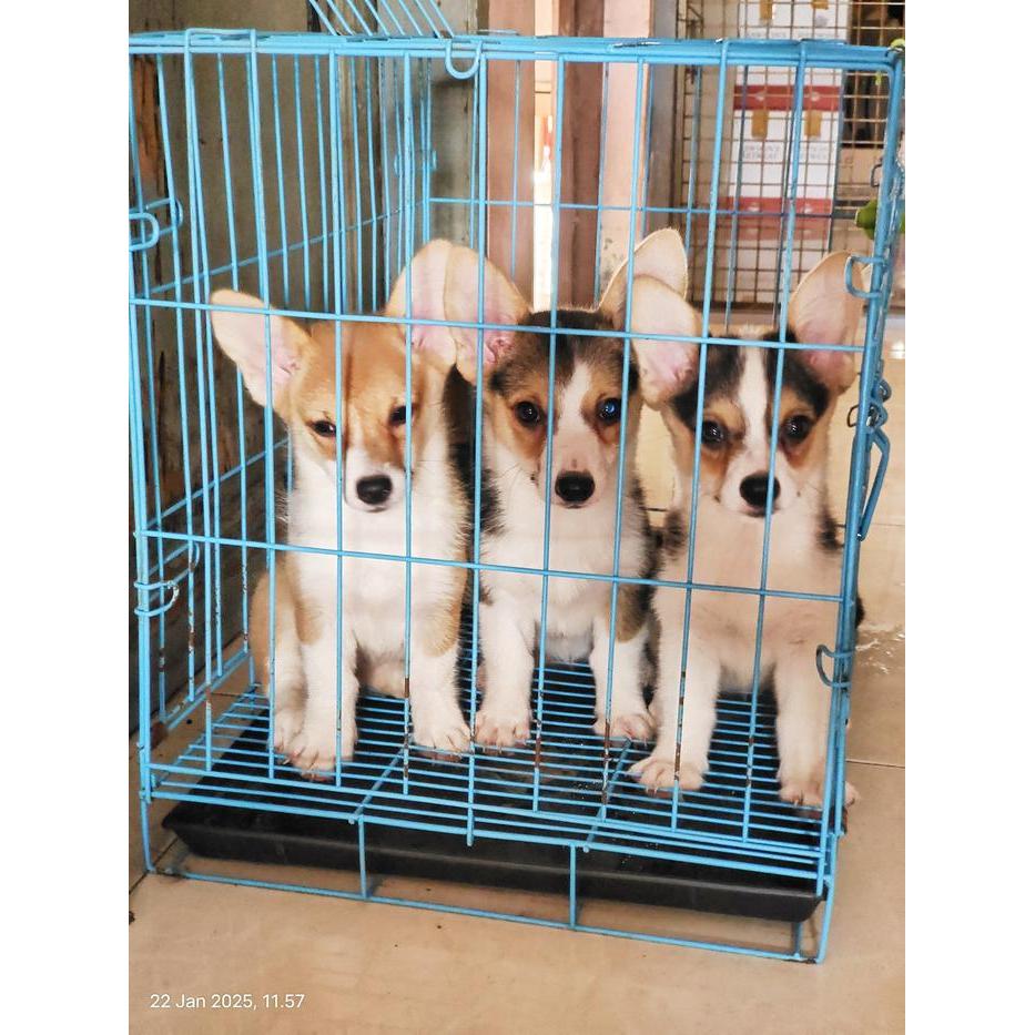 Dijual Puppy/Anakan Anjing Pembroke Welsh Corgi Betina Jantan Cowok Cewek Jantan Berkualitas Sable C
