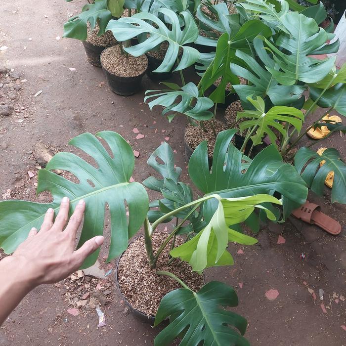 Premium Tanaman Hias Monstera - Tanaman Monstera Monstera Brazilian - Monstera Borsgiana - Tanaman