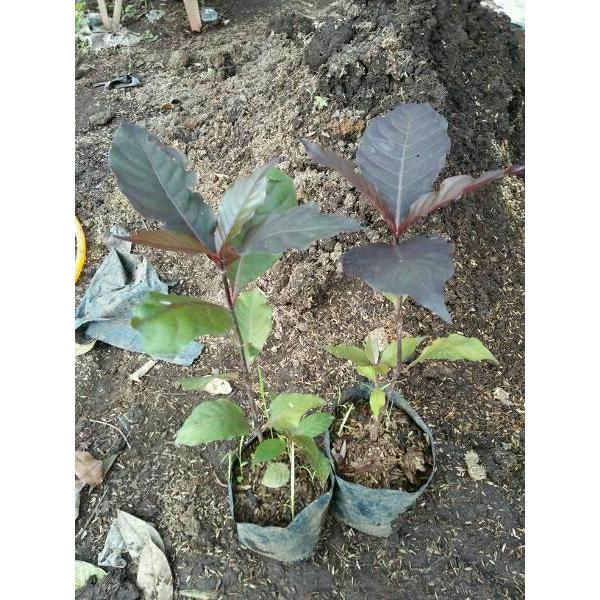 Pohon Daun Ungu / Handeuleum