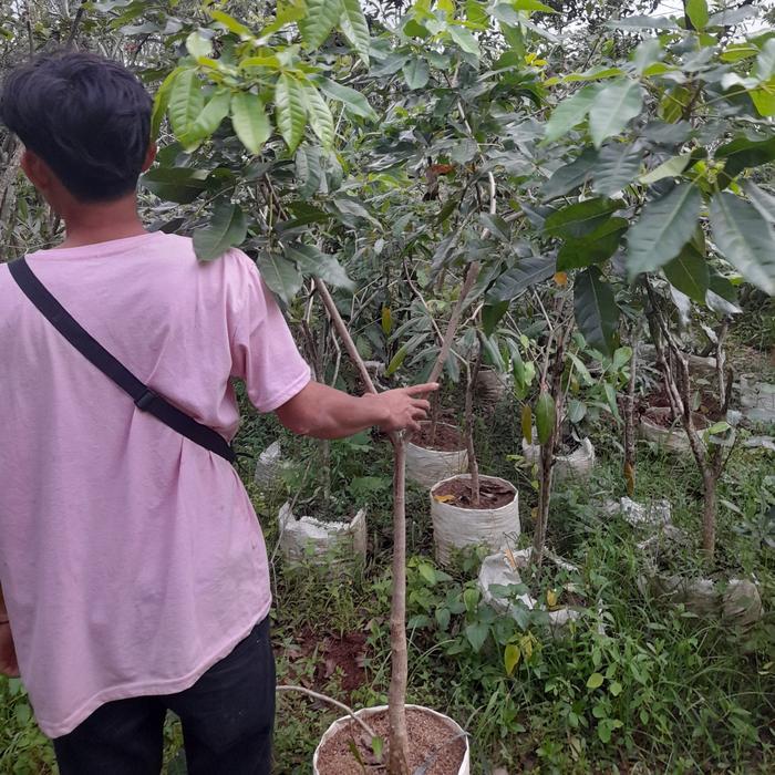 tabebuya pink rosea tinggi 2meter
