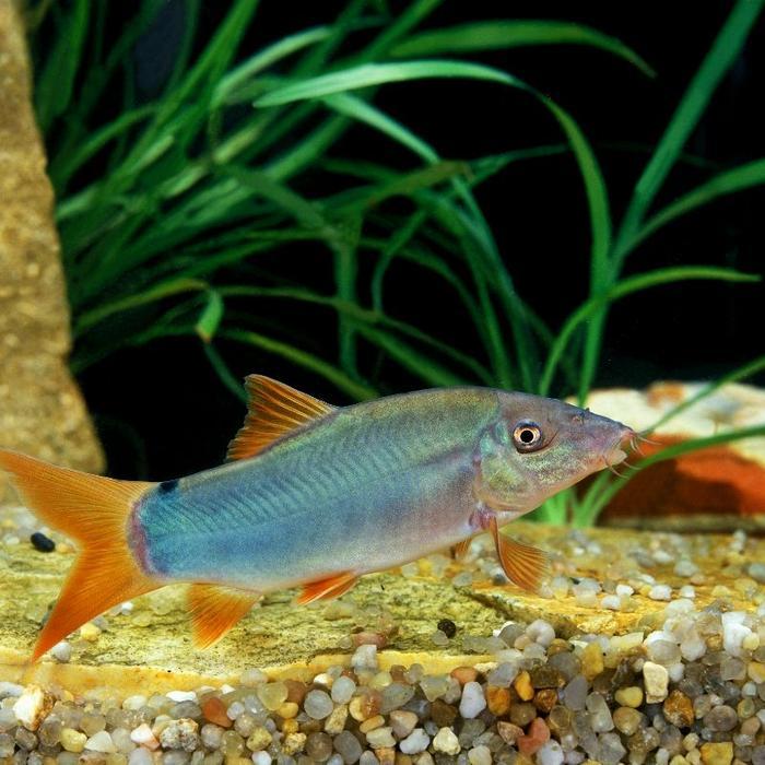 ikan hias air tawar Botia Modesta Blue Red Tail Loach rare