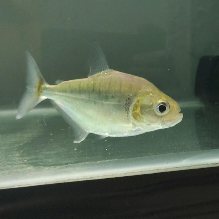 Ikan Piranha Serrasalmus Manueli Ukuran 14 cm Ikan Air Tawar Agresif
