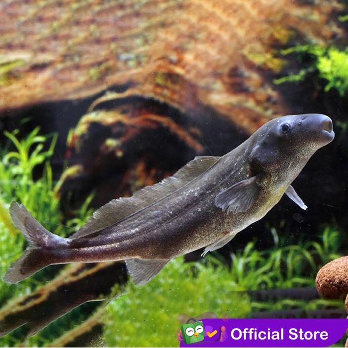 Baby Dolphin Lumba-Lumba Mormyrid Mormyrus Air Tawar