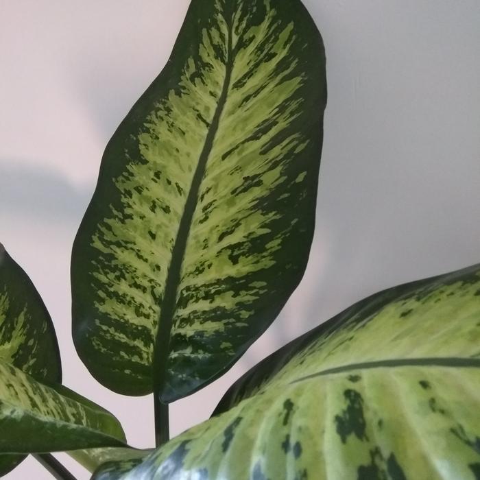 Sri rejeki jumbo (Dieffenbachia seguine)