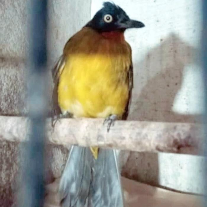 Burung Kutilang Mas Jantan Rawatan Rajin Bunyi Voer Kasar