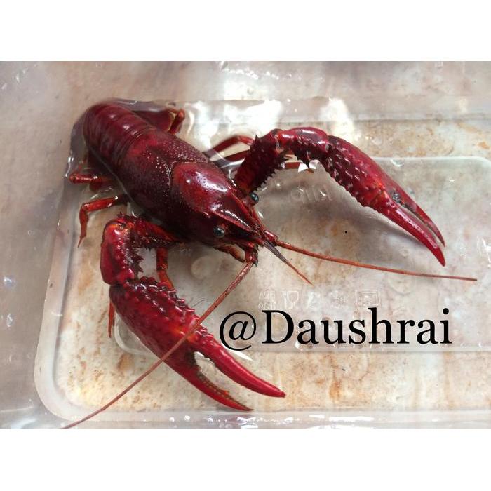 indukan lobster hias air tawar