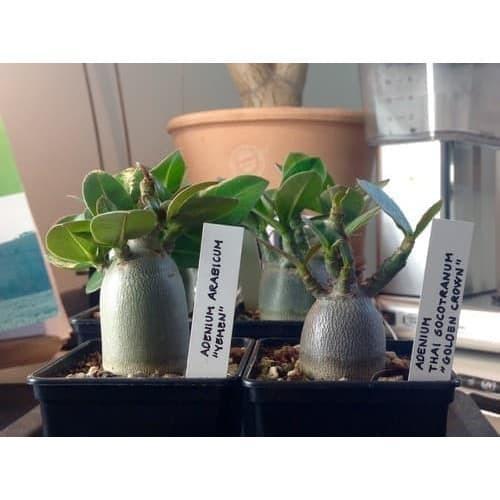 Bibit Benih Biji Adenium ARABICUM YAMAN Mudah Tumbuh isi 5 Biji
