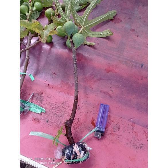 READY STOK bibit cangkok kondisi sudah BERBUAH. bibit pohon buah tin ara fig. buah surga. bibit