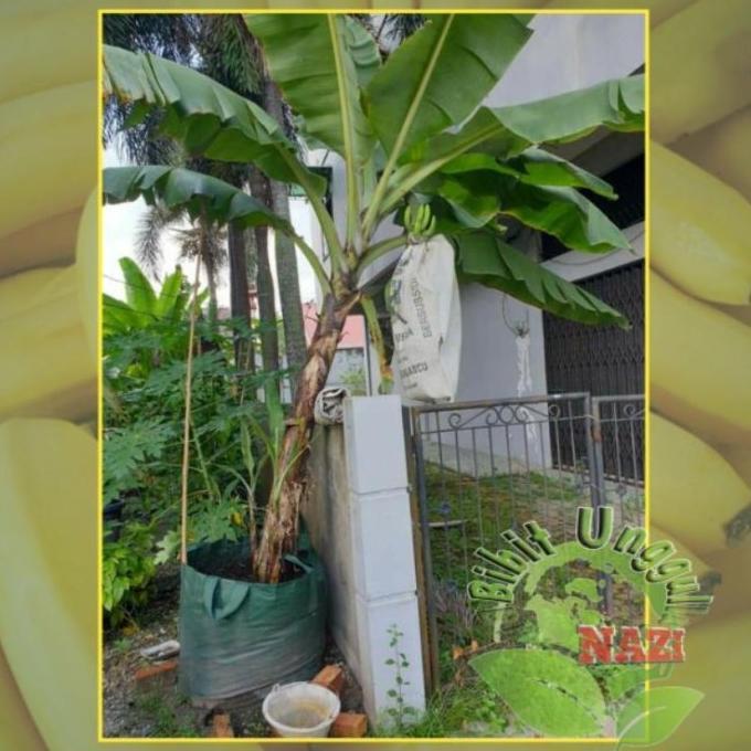 BIBIT PISANG CAVENDISH UNGGUL BISA TABULAMPOT ATV super