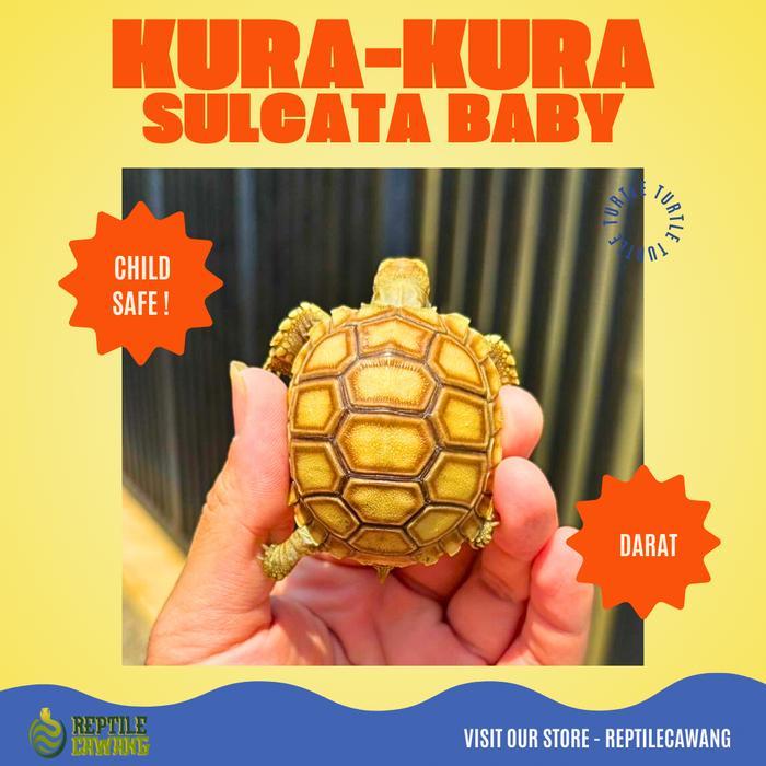 Kura kura Darat Sulcata 5 Cm - 6 Cm Grade A