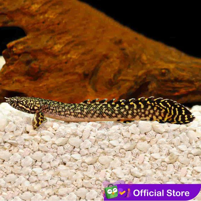 Palmas Orna / Ikan Predator / Ikan Hias Aquascape