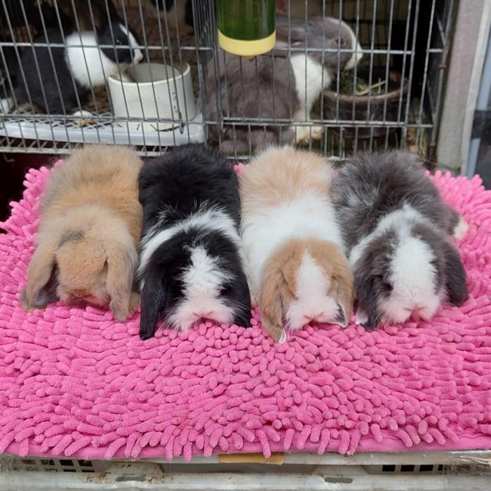 kelinci fuzzy lop multi warna