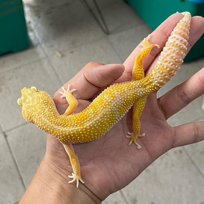 TERMURAHHH Tremper Albino ADULT Leopard Gecko