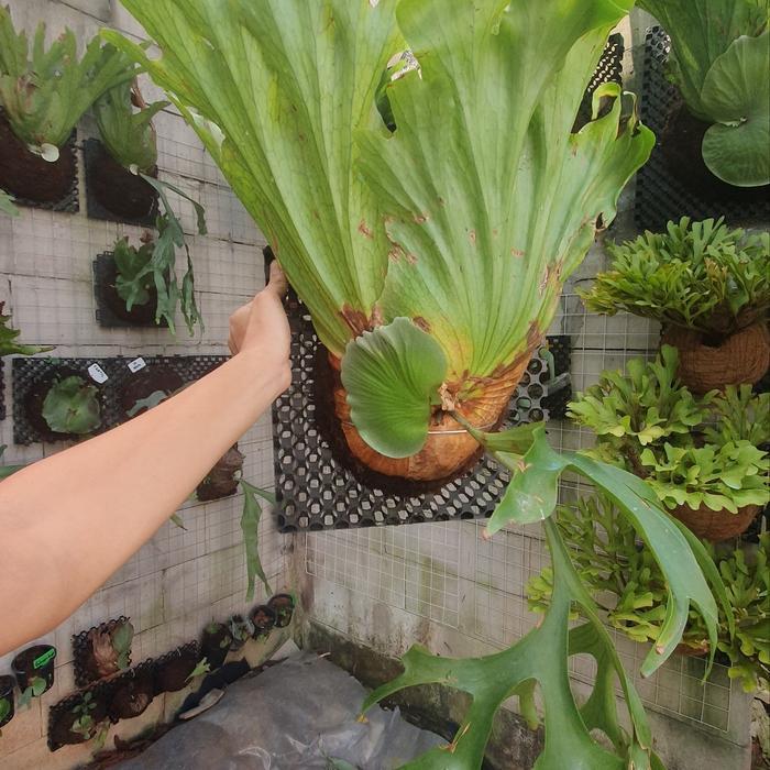 PLATYCERIUM CORONARIUM TANDUK RUSA KALIMANTAN