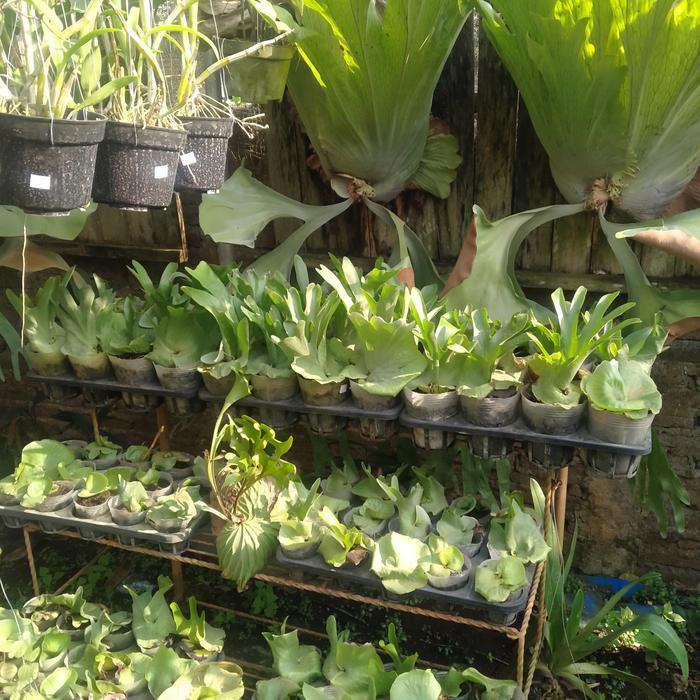 simbar wandae papua ukuran anakan dan remaja
