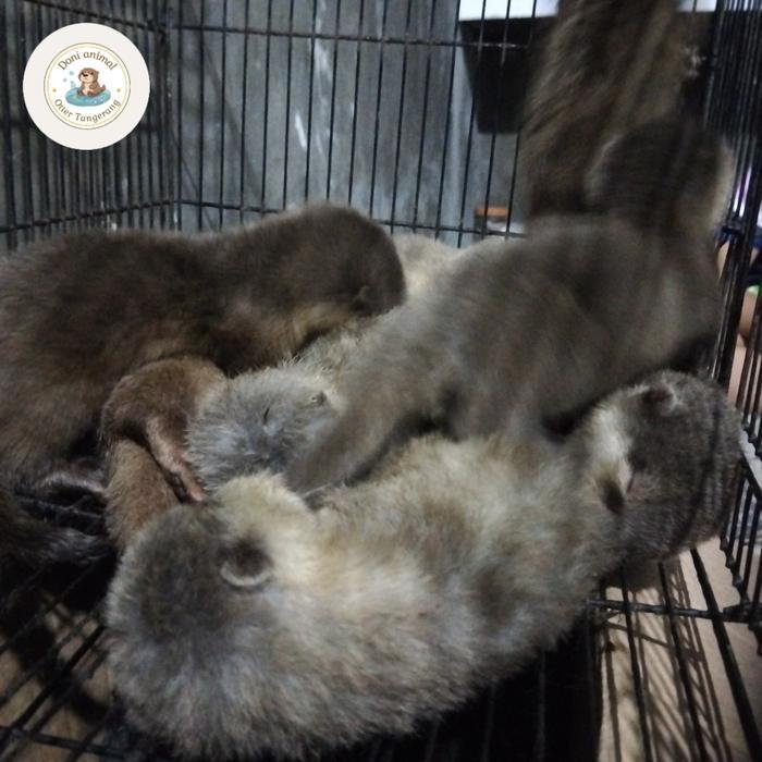 Anak Berang-Berang Jinak Umur 2 Bulan Lucu untuk Hewan Peliharaan