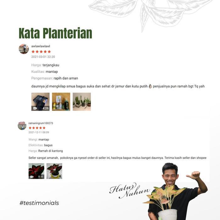 BISA COD Kilap Daun Leafshine Kilap Daun Organik Tanaman Hias by Bitan