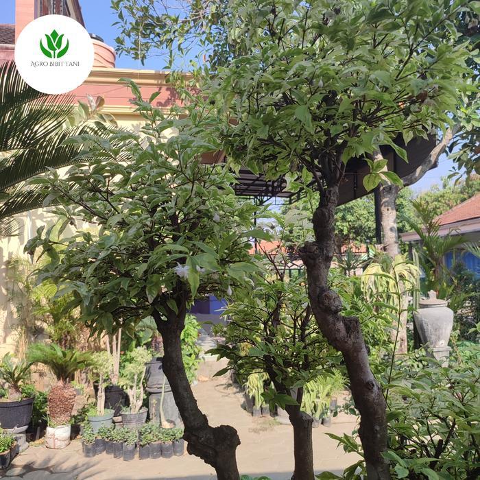 Pohon Bonsai Anting Putri - Tanaman Hias Bonsai Anting Putri