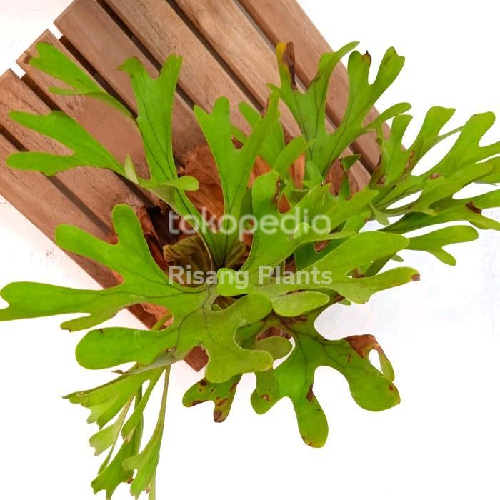 Platycerium Ridleyii tanaman hias tanduk rusa