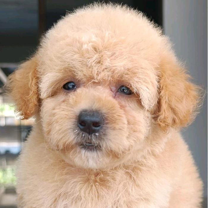 Lucu Anak Anjing Poodle Apricot Lucu