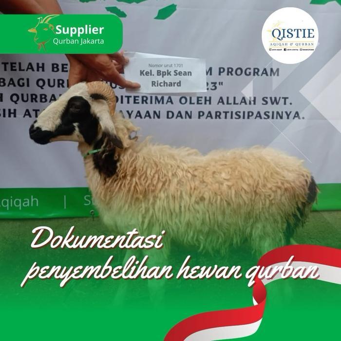 KAMBING DOMBA QURBAN JANTAN - TEBAR KURBAN NUSANTARA - 100% JANTAN