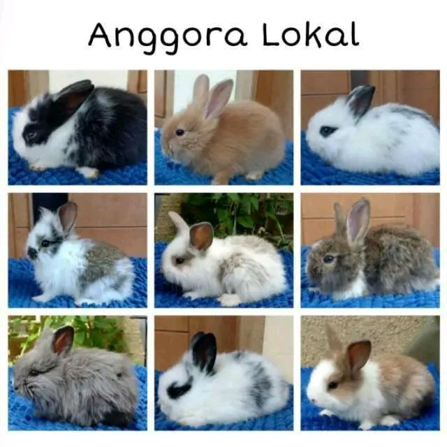 kelinci anggora lokal lucu