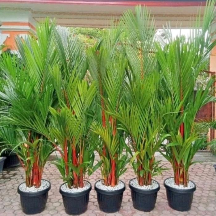 Tanaman Hias Palem Merah tinggi 1,5 meter - pohon palem merah