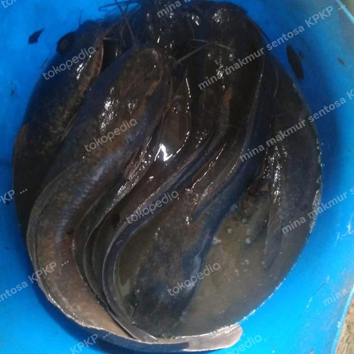 paket indukan lele sangkuriang isi 2 ekor