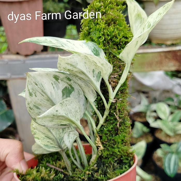 PROMO Tanaman Hias Koleksi Scindapsus Treubii Moonlight Variegata Marble