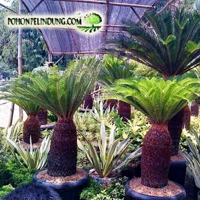 bibit tanaman palem sikas pohon palem bonsai