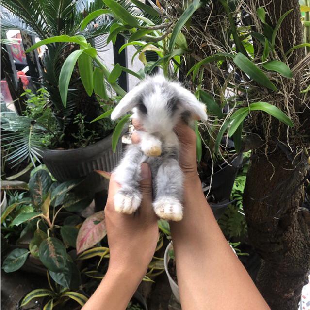 KELINCI HIAS FUZZY LOP PURE BREED