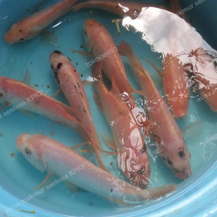 paket indukan ikan nila bangkok siap pijah isi 4 ekor uk: 4 jari