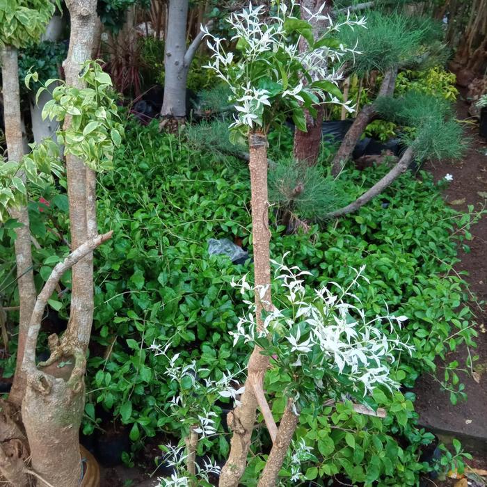Tanaman Anting Putri/Bonsai Salju
