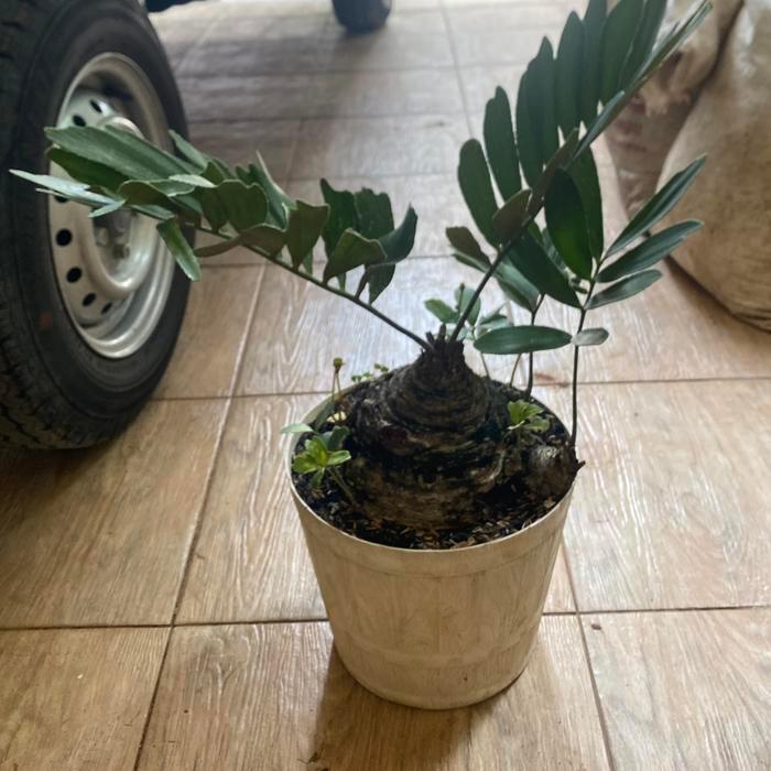 Tanaman Hias Zamia Furfuracea Sikas Palem Purba Berbonggol Besar