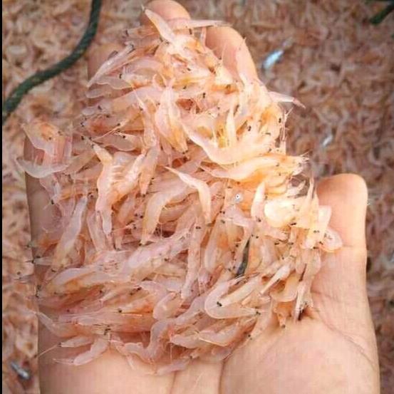 TERLARISSSS Udang Rebon Segar / Udang Rebon Basah / Udang Rebon 1Kg / Udang Baby / Udang kecil /