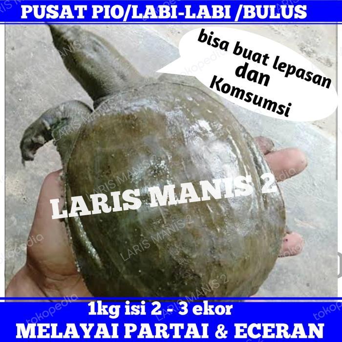 labi labi pio bulus hidup 1000gram